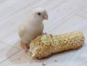 Lost Lovebird