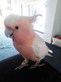 Lost Major Mitchell Cockatoo