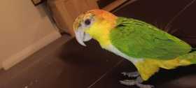 Lost Caique