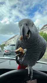 Lost African Grey
