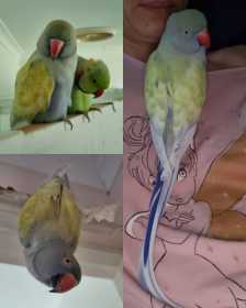 Lost Indian Ringneck Parakeet