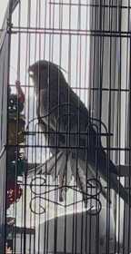 Lost Cockatiel