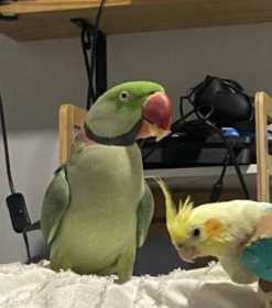Lost Alexandrine