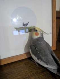Lost Cockatiel