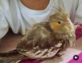 Lost Cockatiel