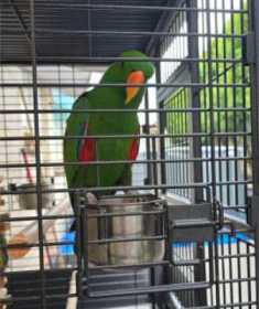 Lost Eclectus