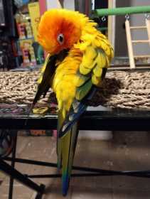 Lost Conure