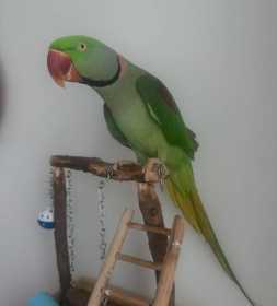 Lost Alexandrine