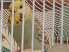 Lost Budgerigar