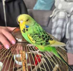Lost Budgerigar