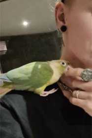 Lost Conure