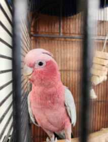 Lost Galah Cockatoo