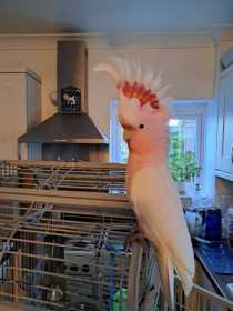 Lost Major Mitchell Cockatoo