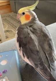 Lost Cockatiel