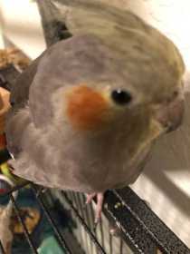 Lost Cockatiel