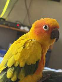 Lost Conure