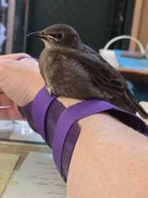 Lost Starling