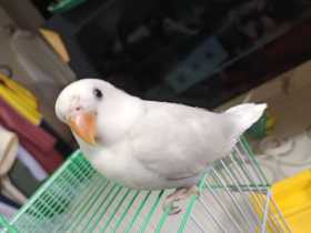 Lost Lovebird