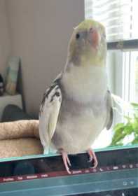 Lost Cockatiel