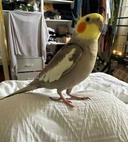 Lost Cockatiel