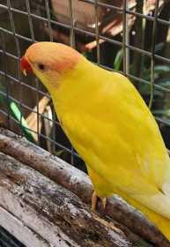 Lost Lory / Lorikeet