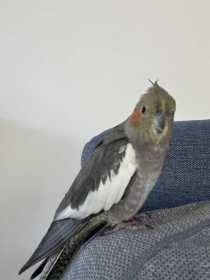 Lost Cockatiel