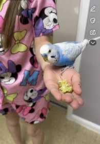 Lost Budgerigar