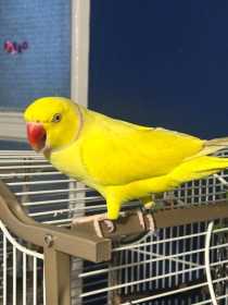 Lost Indian Ringneck Parakeet