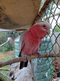 Lost Galah Cockatoo