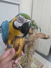Lost Macaw