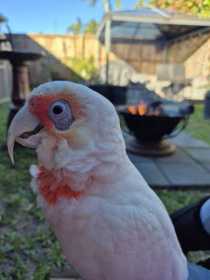 Lost Corella Cockatoo