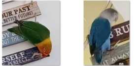 Lost Lovebird
