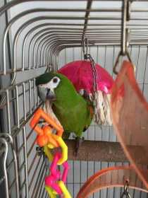 Lost Macaw