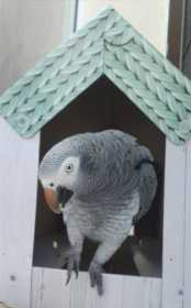 Lost African Grey