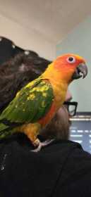Lost Conure