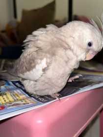 Lost Cockatiel