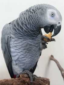 Lost African Grey