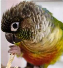 Lost Conure