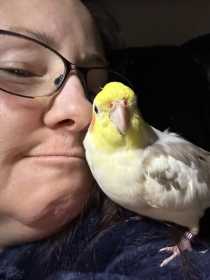 Lost Cockatiel