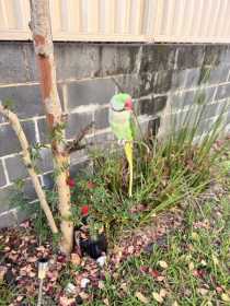 Lost Alexandrine