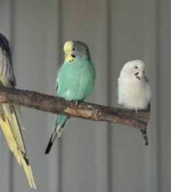 Lost Budgerigar
