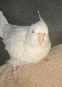 Lost Cockatiel