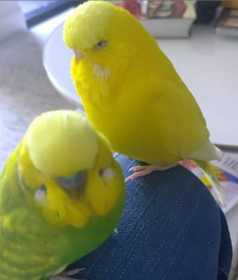 Lost Budgerigar