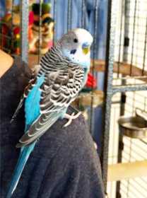 Lost Budgerigar