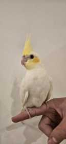 Lost Cockatiel