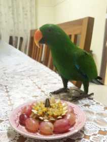 Lost Eclectus