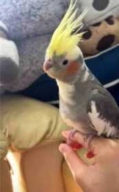 Lost Cockatiel