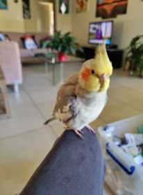 Lost Cockatiel