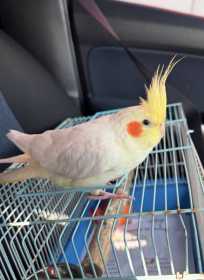 Lost Cockatiel