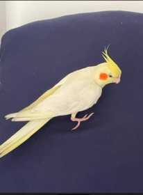 Lost Cockatiel